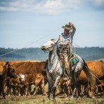 Aisha Harley – Roping Cattle