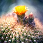 John Lawrence – Cactus Flower