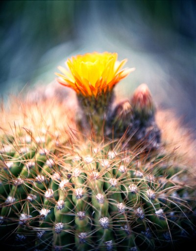 John Lawrence – Cactus Flower