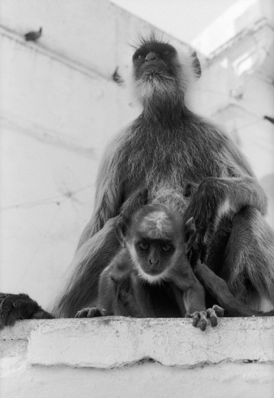 Carol Yarrow – Mother Monkey and Daughter
