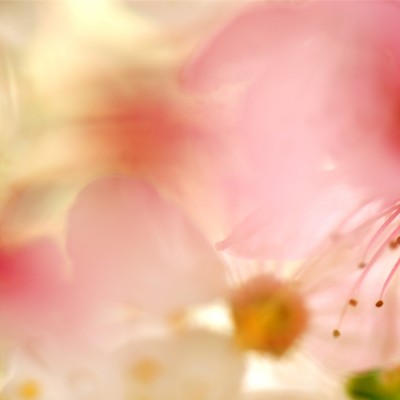Vilma Zaleskaite – Cherry Blossoms-1