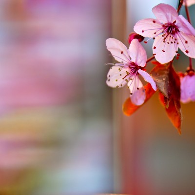 Vilma Zaleskaite – Cherry Blossoms 2