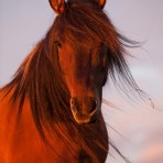 Ken Bower – Icelandic Horse in the Midnight Sun