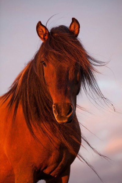 Ken Bower – Icelandic Horse in the Midnight Sun