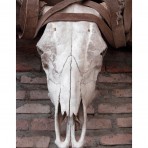 Cow Skull, Mexico – Robert Brummitt