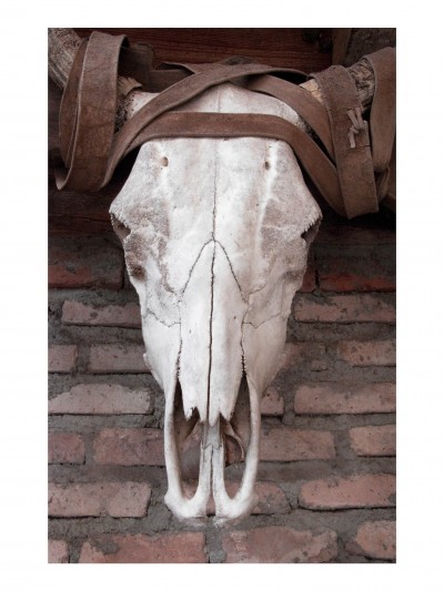 Cow Skull, Mexico – Robert Brummitt